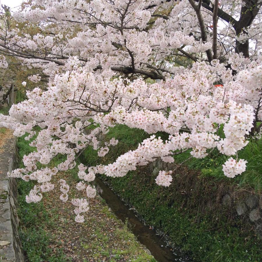 Sanzen Ya Kyoto さんぜんやきょうと- Cozy Art Space For Lover Of Travel - Kültér fotó